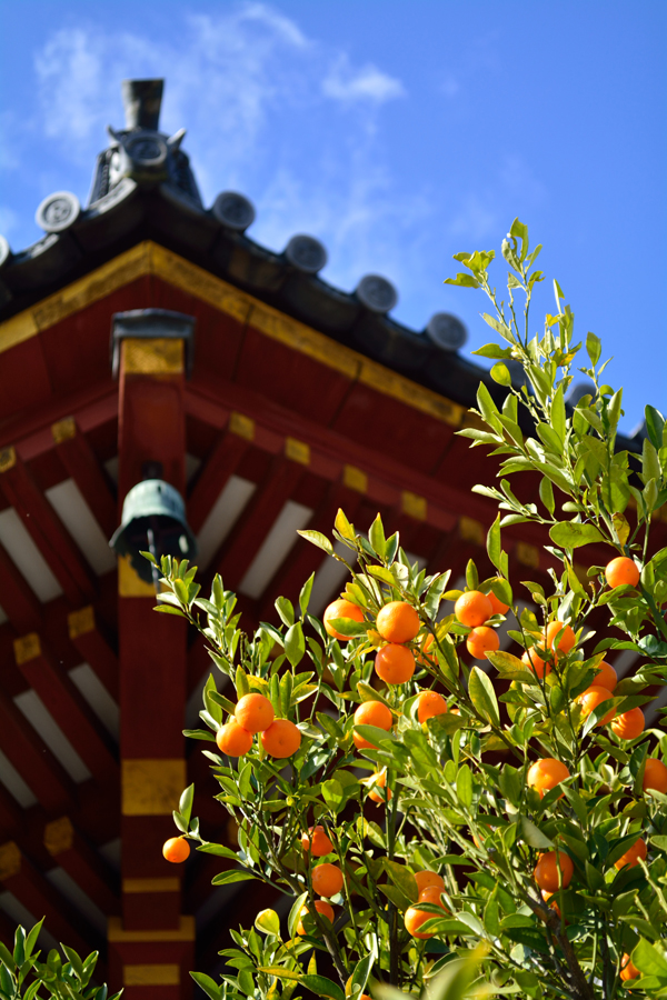 興福寺南円堂の橘