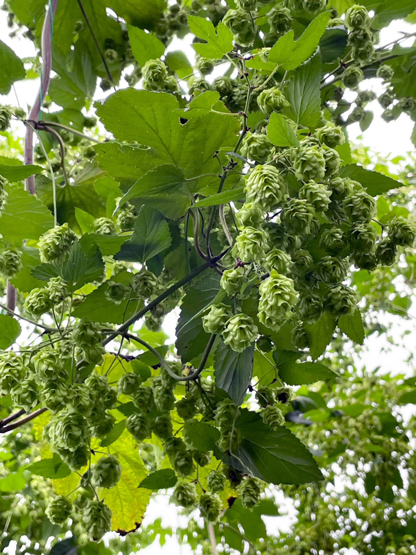 ホップの毬花