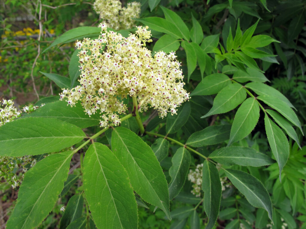 やまたづの花